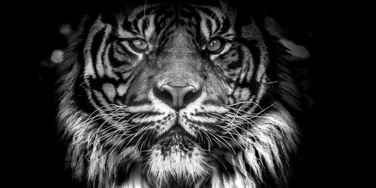 [1] Почему 2022 год – это год Черного Тигра?